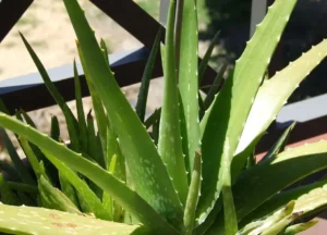 aloe vera 2