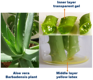 aloe vera 3