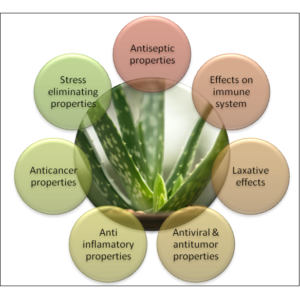 aloe vera 4