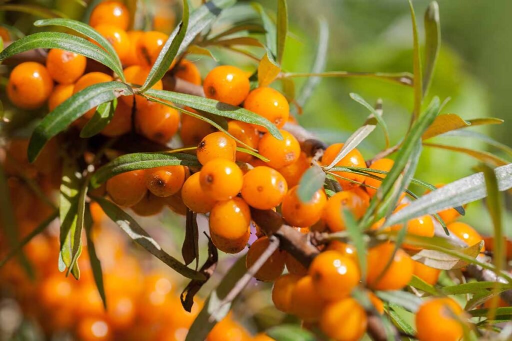 fruit from a sea buckthorn