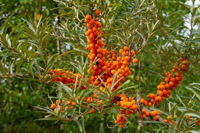 sea buckthorn hippophae rhamnoides jpg